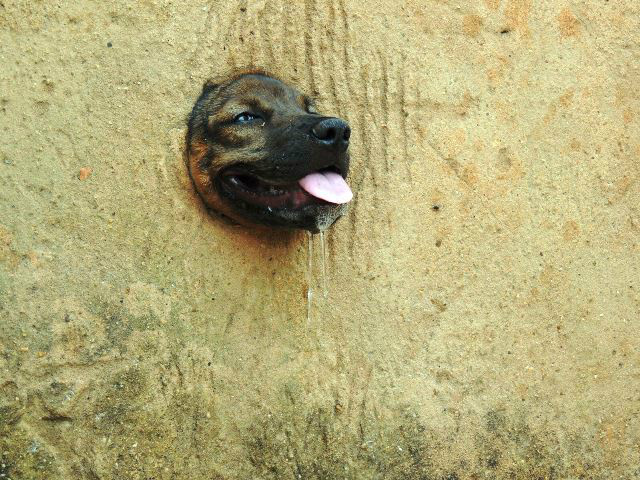 Cachorro fica preso em muro e é resgatado pelos bombeiros, PMA e CCZ Cachorro fica preso em muro e é resgatado pelos bombeiros, PMA e CCZ
