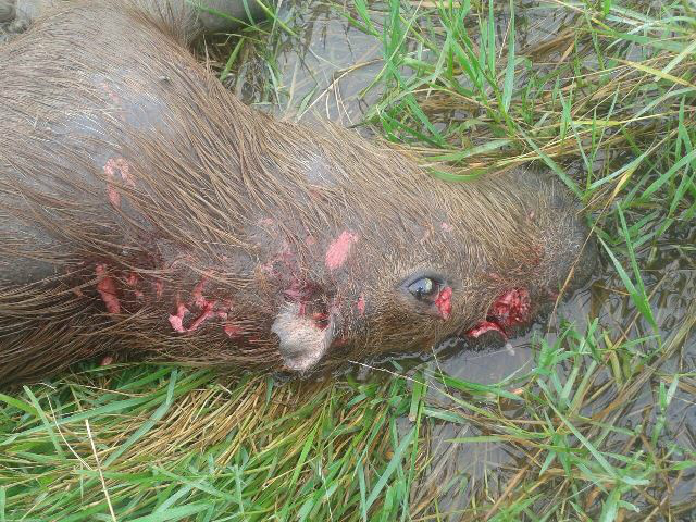 PMA recolhe capivara na Lagoa Maior que foi abatida por jacaré PMA recolhe capivara na Lagoa Maior que foi abatida por jacaré