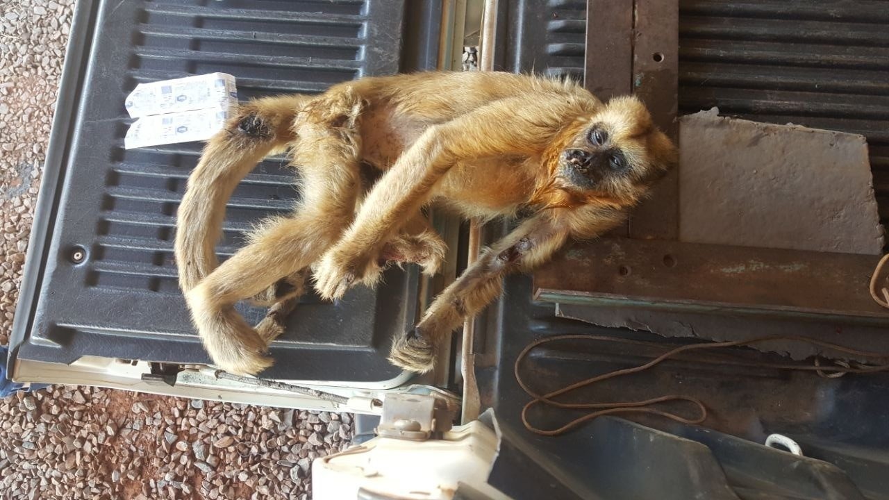 Exames comprovam que macaca encontrada ferida não estava com febre amarela Exames comprovam que macaca encontrada ferida não estava com febre amarela