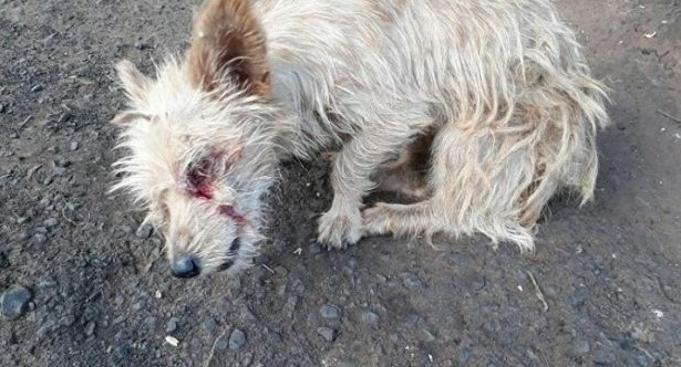 Cachorro tem olho arrancado em Três Lagoas Cachorro tem olho arrancado em Três Lagoas