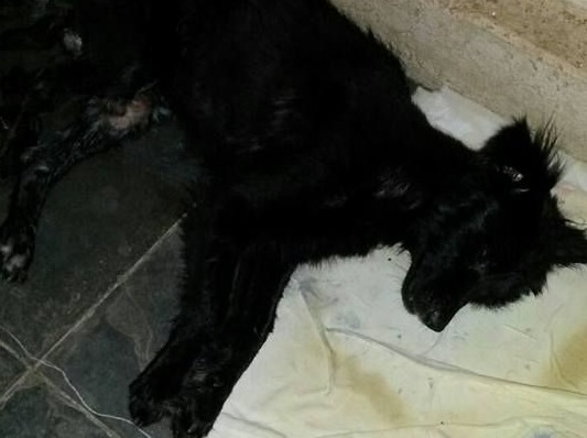Cachorro é encontrado preso em saco de lixo e sendo comido por larvas