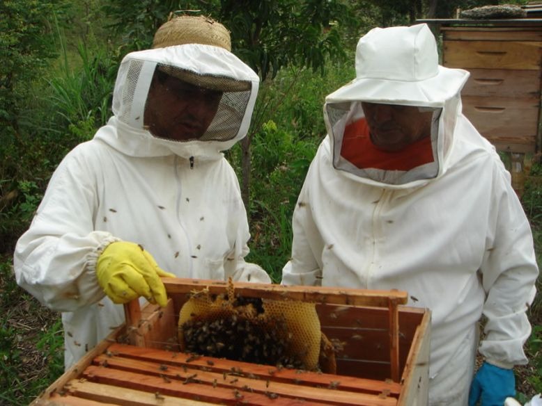 Três Lagoas é um dos municípios que mais produzem mel no MS Três Lagoas é um dos municípios que mais produzem mel no MS