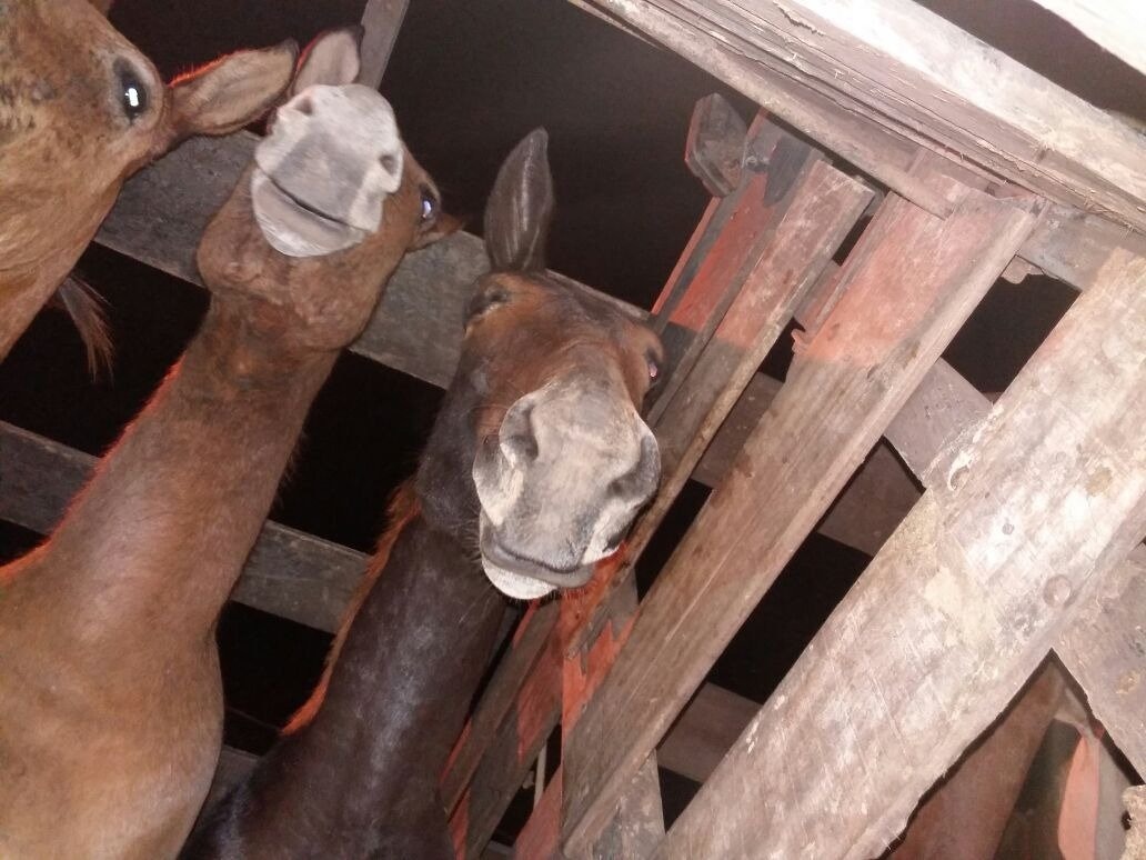 Empresas fazem doação de alimentos para cavalos recuperados pela Patrulha Rural Empresas fazem doação de alimentos para cavalos recuperados pela Patrulha Rural