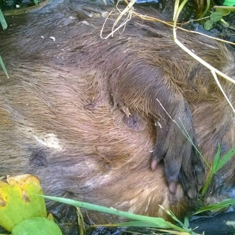 Vandalismo e lixo deixado na Lagoa Maior causam a morte de animais