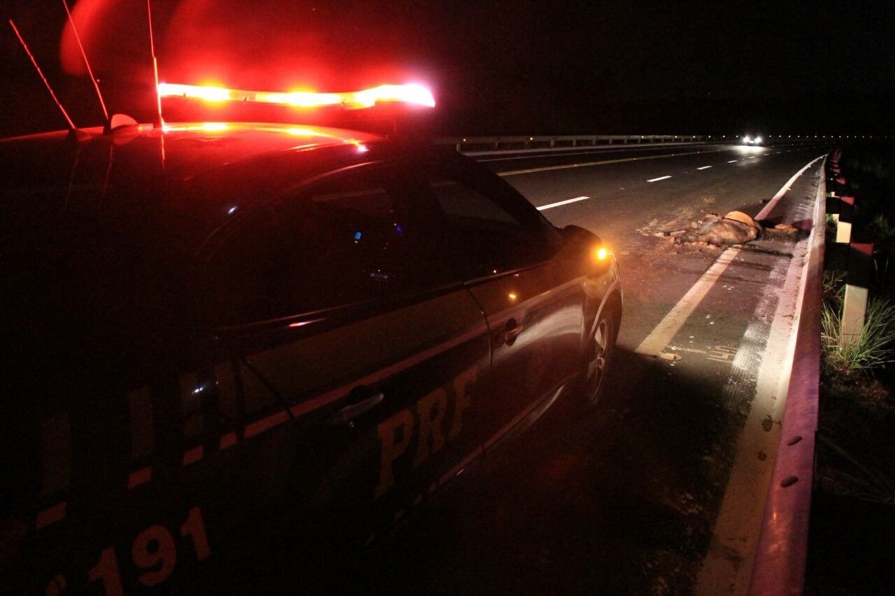 Cavalo atropelado na BR-262 tinha grande perfuração no crânio