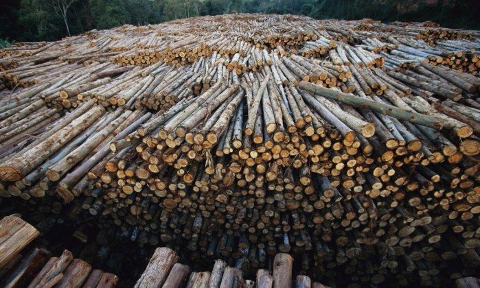 Preços mais altos da celulose fazem lucro da Fibria saltar 87% no 1º trimestre Preços mais altos da celulose fazem lucro da Fibria saltar 87% no 1º trimestre