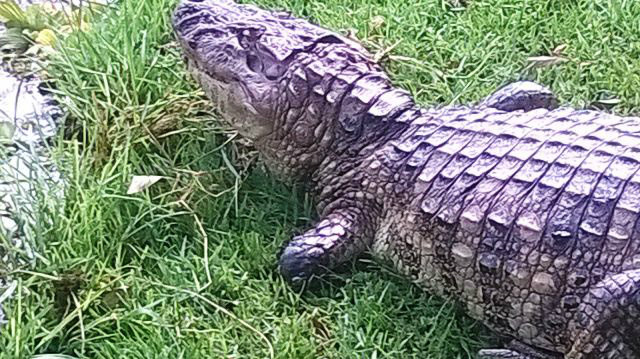 Jacaré da Lagoa Maior tem pata amputada após ser ferido com arpão 