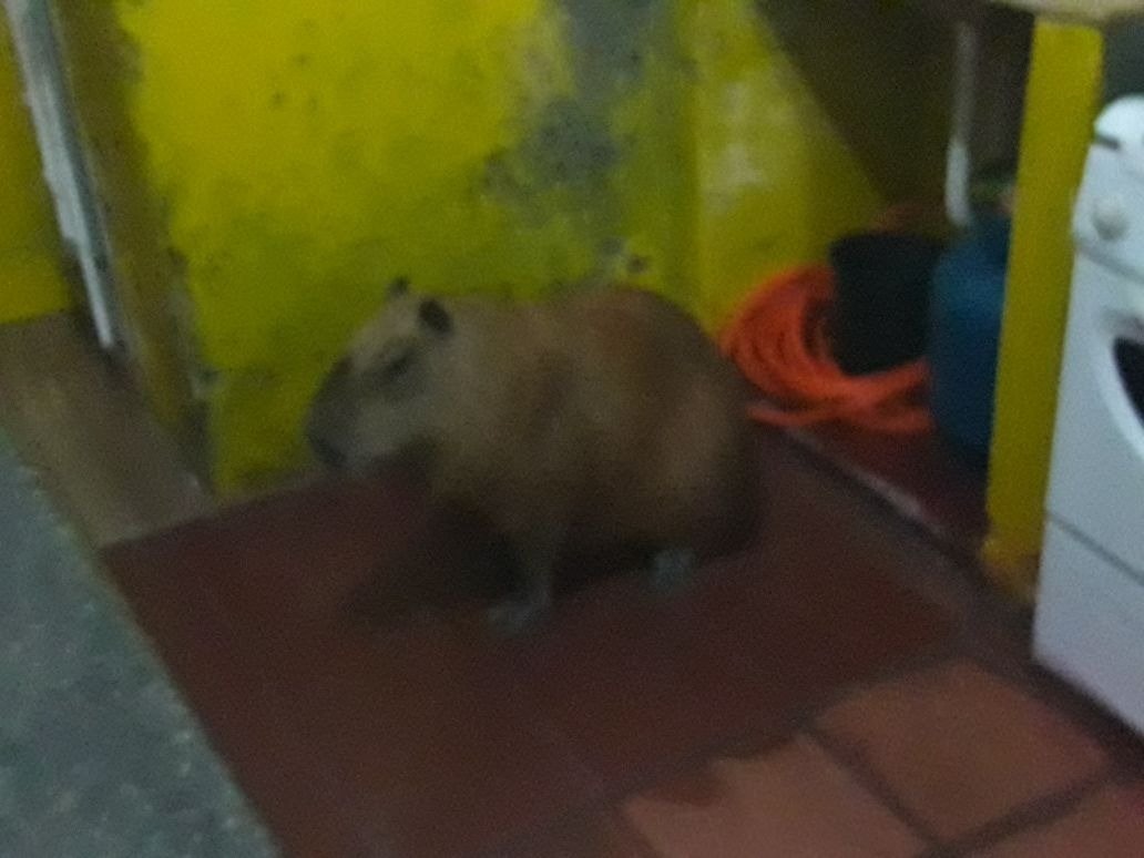 Bombeiros e PMA resgatam capivara de dentro de bar na área central de Três Lagoas