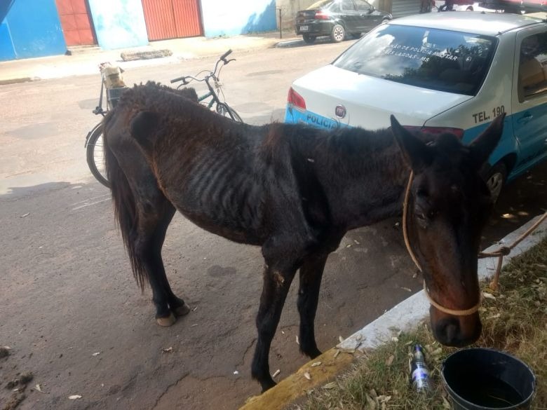 Carroceiro é denunciado por maltratar cavalo e caso vai parar na delegacia Carroceiro é denunciado por maltratar cavalo e caso vai parar na delegacia