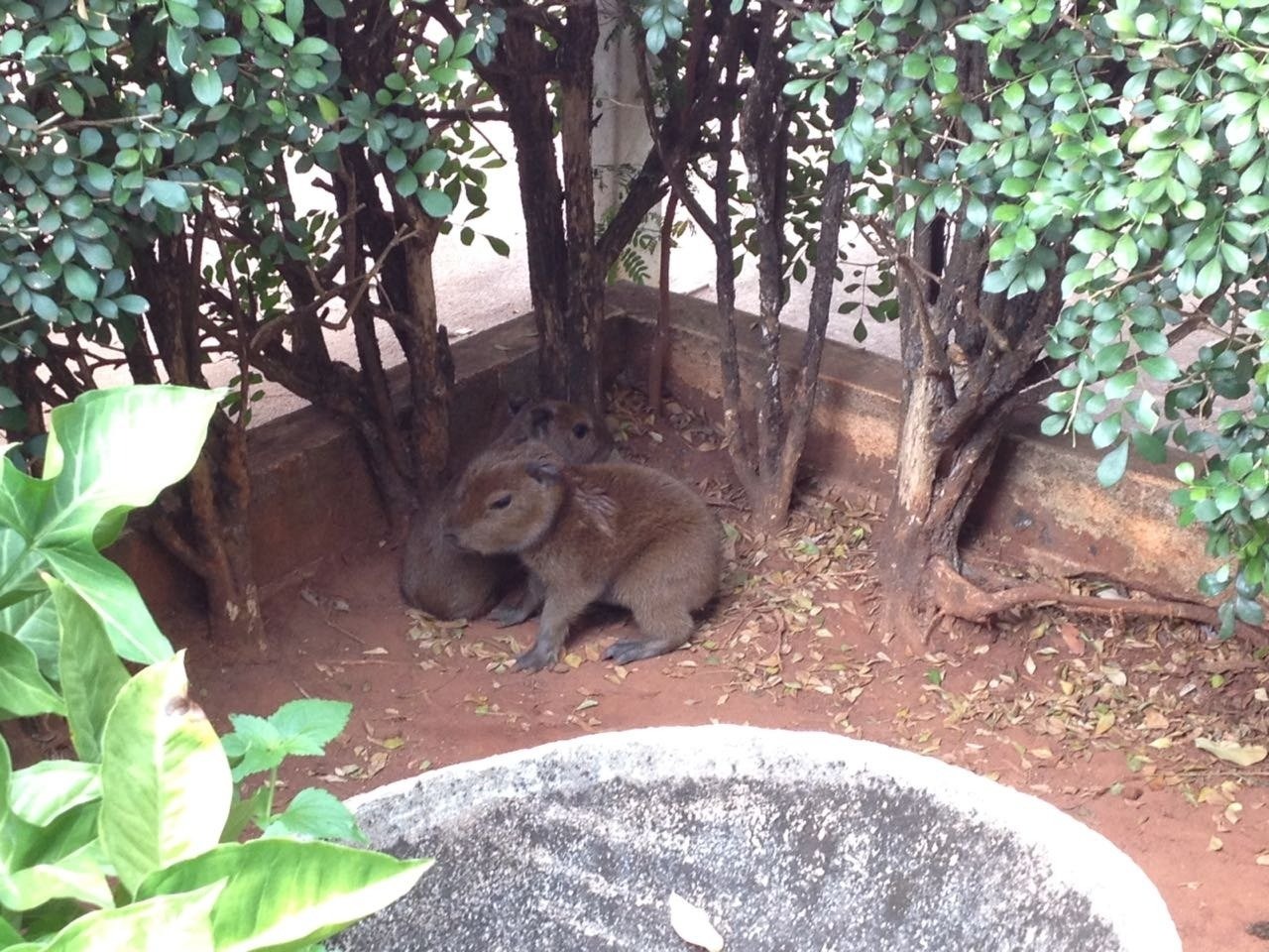 Filhotes de capivara são resgatados no estacionamento de emissora de rádio de Três Lagoas Filhotes de capivara são resgatados no estacionamento de emissora de rádio de Três Lagoas