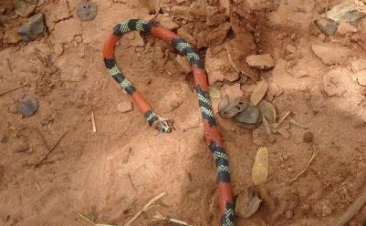 Jovem que matava serpente em beira de estrada é autuado em R$ 500,00 Jovem que matava serpente em beira de estrada é autuado em R$ 500,00