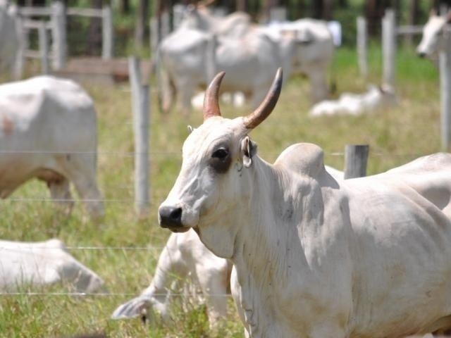 Greve leva governo a prorrogar por 15 dias a vacinação contra a aftosa em MS Greve leva governo a prorrogar por 15 dias a vacinação contra a aftosa em MS