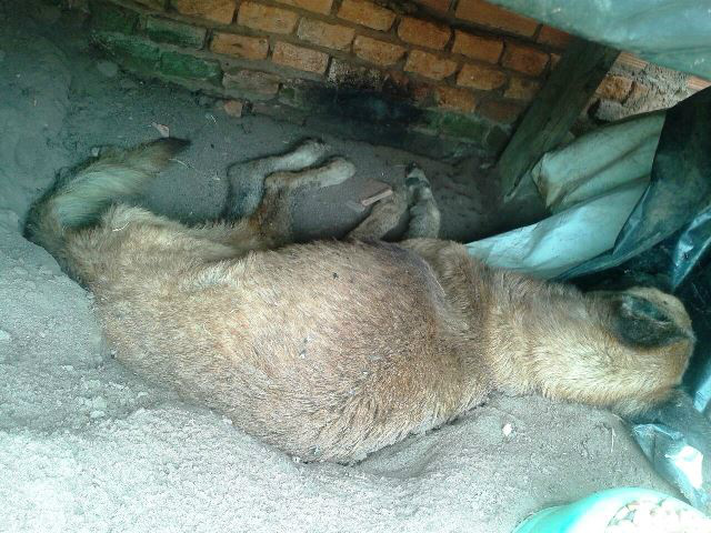 Cachorro encontrado sem vida pode ter morrido de fome 