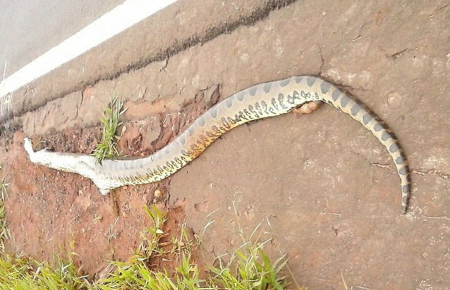 Cobra Sucuri é atropelada na BR-262 neste domingo Cobra Sucuri é atropelada na BR-262 neste domingo