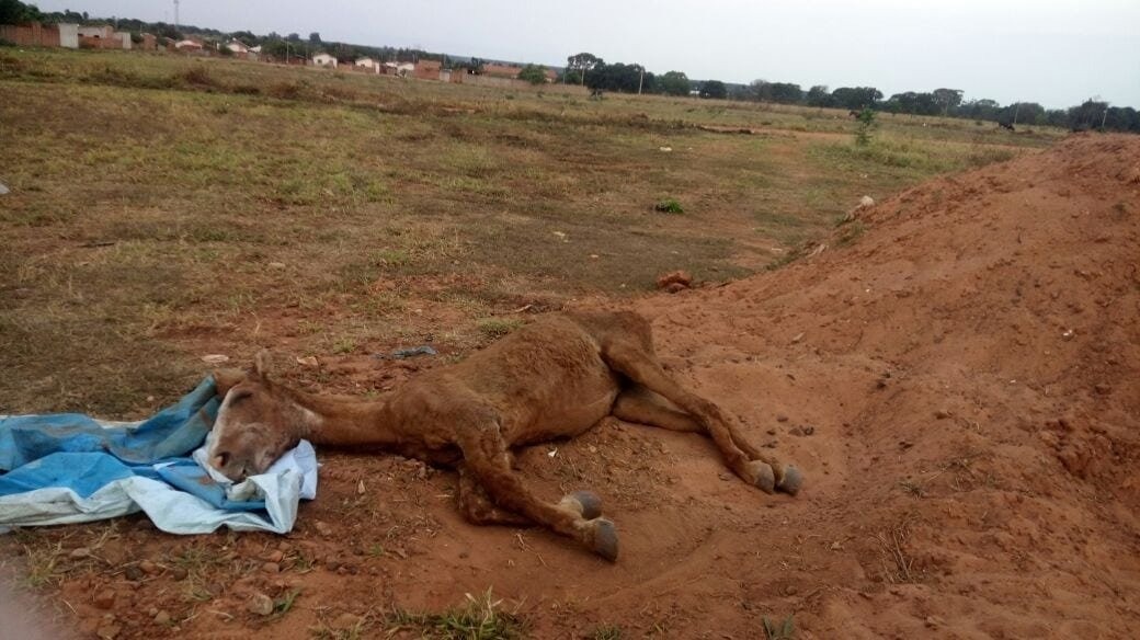 Égua é abandonada pelo dono e precisa ser sacrificada em Três Lagoas