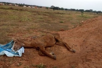 Após eutanásia em égua agredida e abandonada, equipe da SEMEA pede que população se sensibilize e denuncie crimes contra animais Após eutanásia em égua agredida e abandonada, equipe da SEMEA pede que população se sensibilize e denuncie crimes contra animais