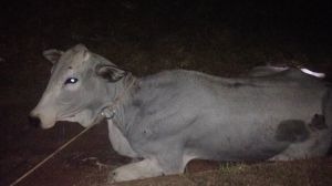 Carro colide em animal na Marechal Rondon; família não sofreu escoriações