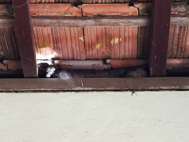 Jiboia aparece em telhado de residência no Jardim Dourados 
