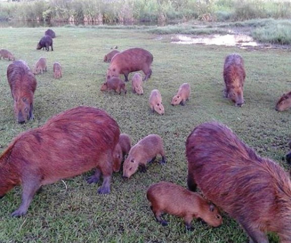 Capivaras na Lagoa Maior: você é contra ou a favor da retirada destes animais Capivaras na Lagoa Maior: você é contra ou a favor da retirada destes animais