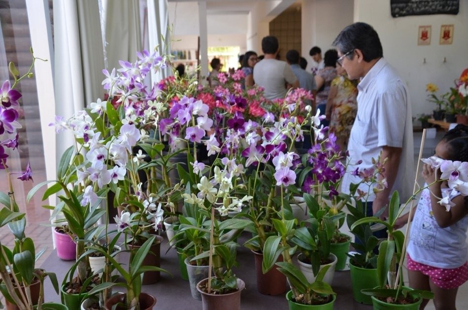 Casa do Artesão receberá para exposição o Orquidário Santa Ana em Três Lagoas Casa do Artesão receberá para exposição o Orquidário Santa Ana em Três Lagoas
