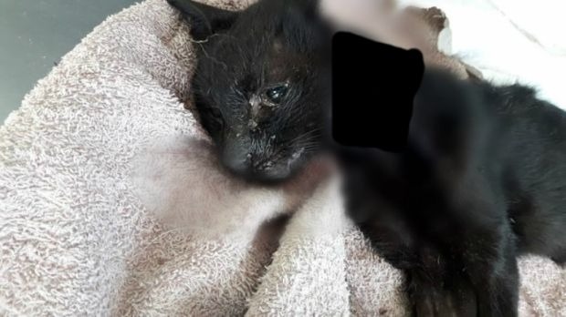 Vítima da crueldade, gato morre após ter o corpo queimado com água quente