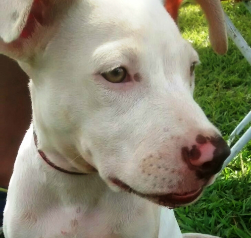 Jacaré do papo amarelo ataca PitBull neste domingo da Lagoa Maior