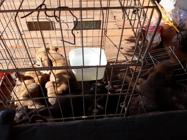 Filhotes de cachorro são resgatados em situação degradante