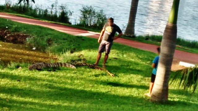 Homem arrisca a vida e além puxar o rabo do jacaré, joga água no animal Homem arrisca a vida e além puxar o rabo do jacaré, joga água no animal