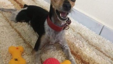 Família procura por cachorrinha de estimação que fugiu após tentativa de furto em residência