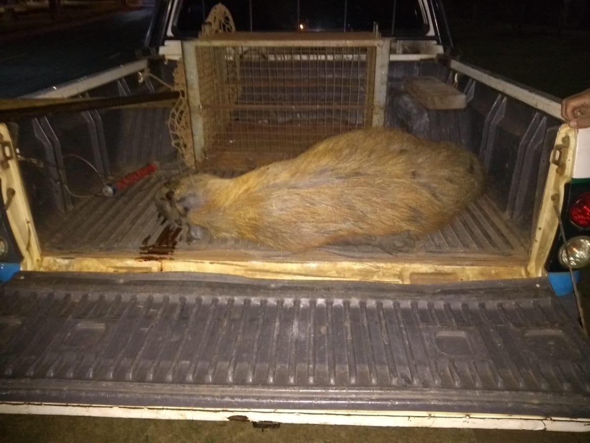 Capivara é atropelada e arrastada por cerca de 30 metros na Lagoa Maior