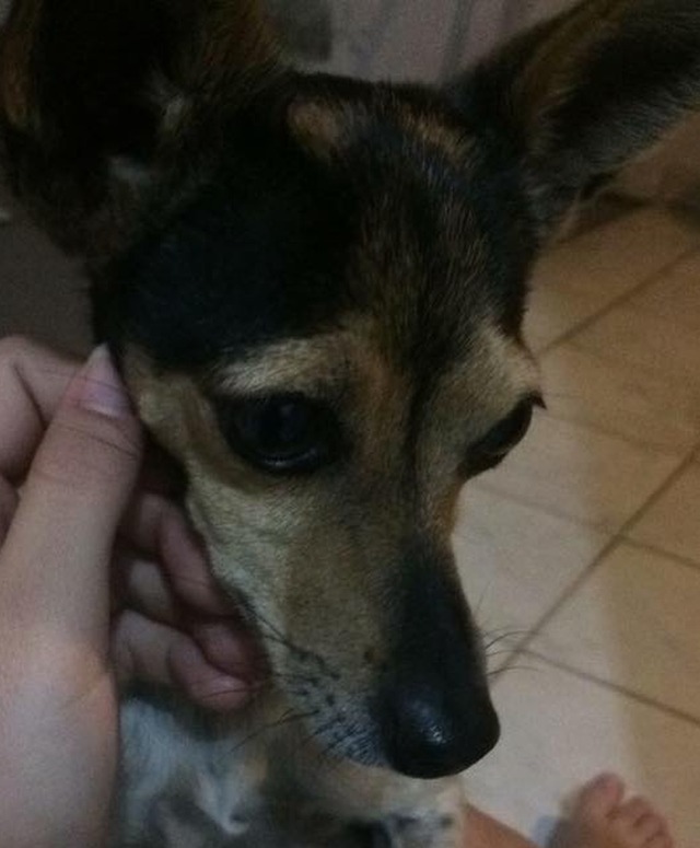 Cachorrinha Mel é encontrada após dois dias desaparecida