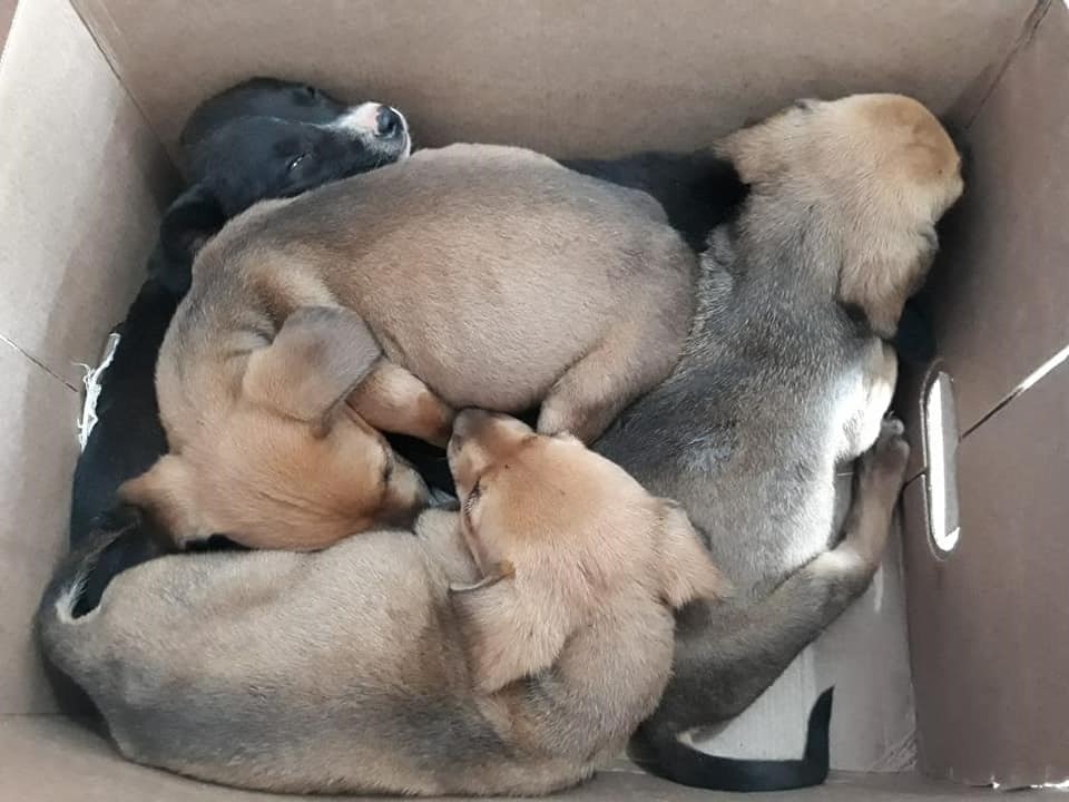 Vereadores de Três Lagoas aprovam projeto de lei contra os maus-tratos animais