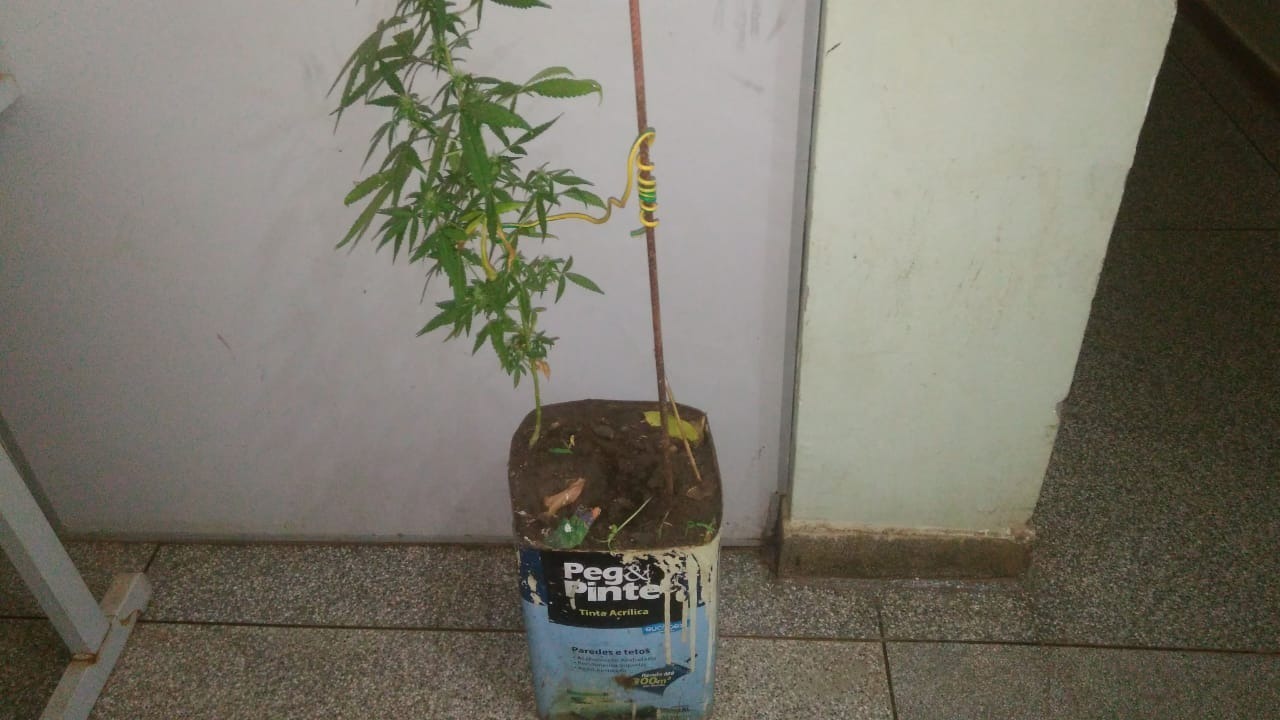 Polícia prende homem com pé de maconha e adolescente com celular furtado