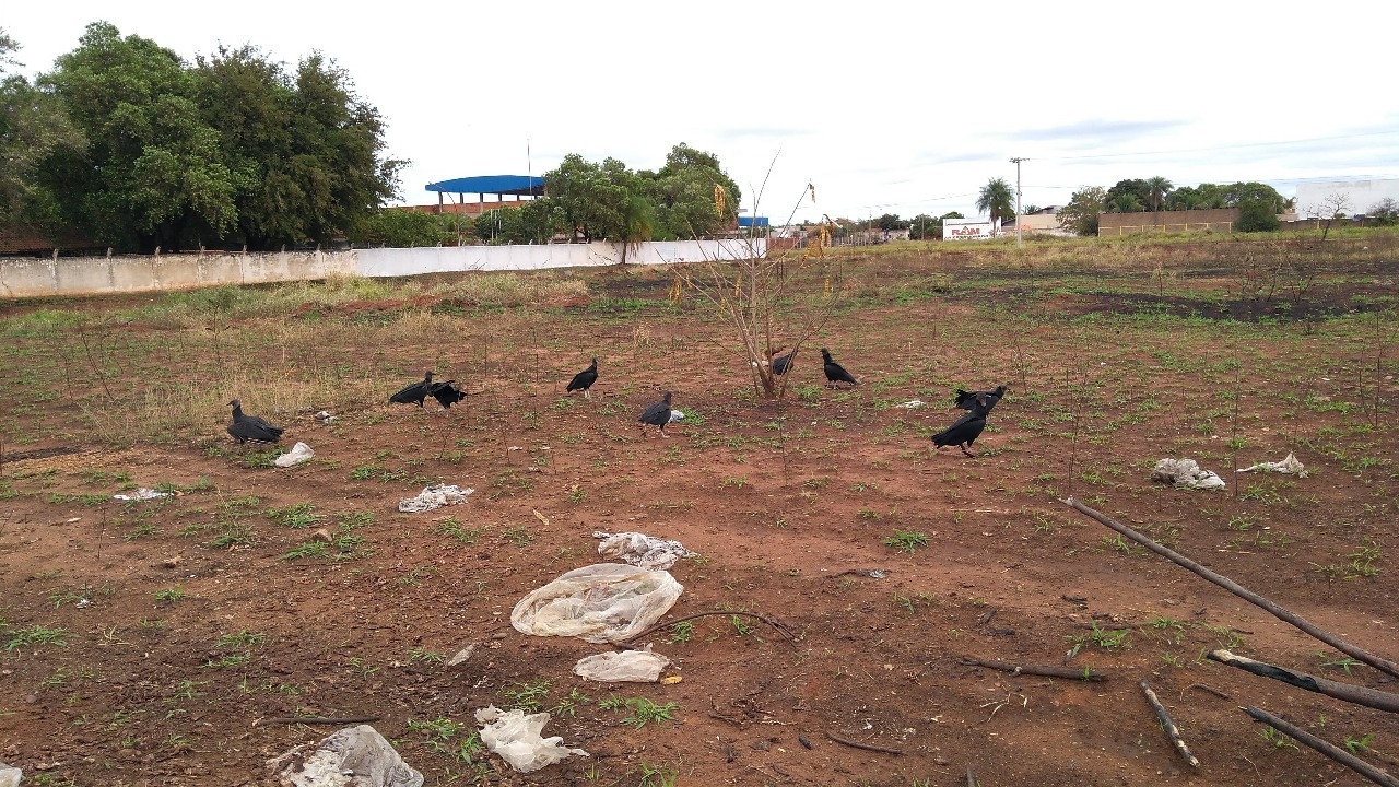 Frango descartado próximo ao aeroporto atrai urubus e coloca voos em risco Frango descartado próximo ao aeroporto atrai urubus e coloca voos em risco