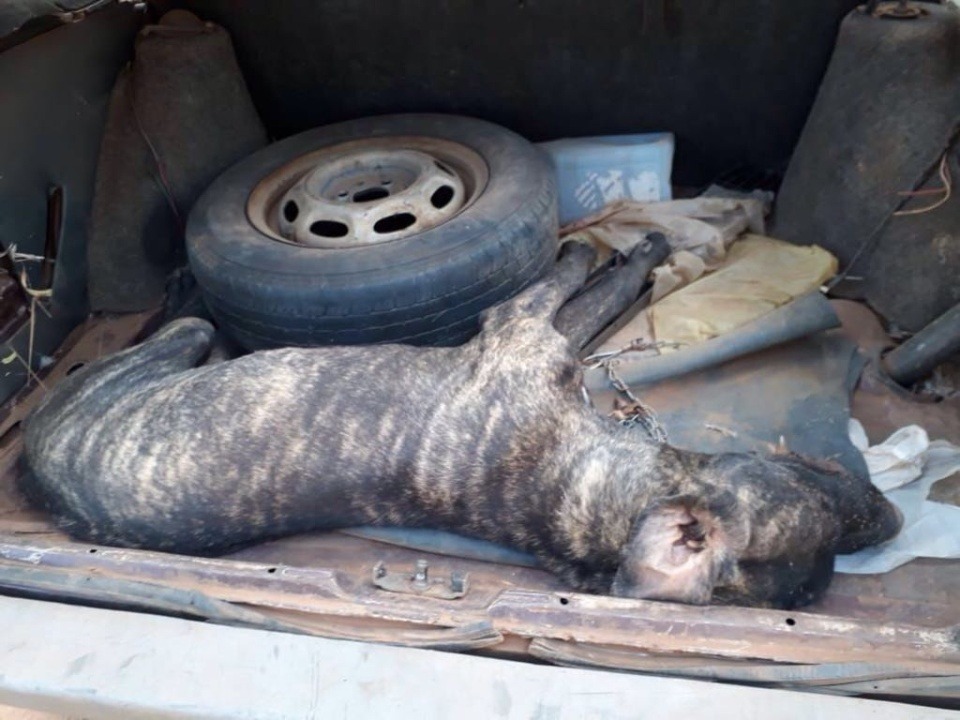 Acorrentado, cachorro não consegue se defender de ataque de abelhas e morre