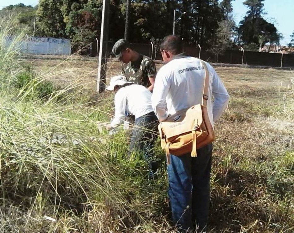 Índice de infestação do Aedes aegypti está baixo em Três Lagoas