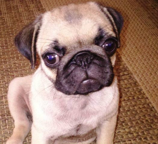 Cachorro desaparecido da raça Pug