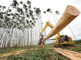 Quatro municípios de MS lideram ranking do plantio de eucalipto no país