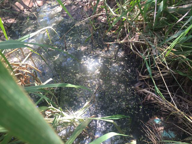 Segunda Lagoa: Funcionários e moradores flagram mais um foco da dengue na cidade Segunda Lagoa: Funcionários e moradores flagram mais um foco da dengue na cidade