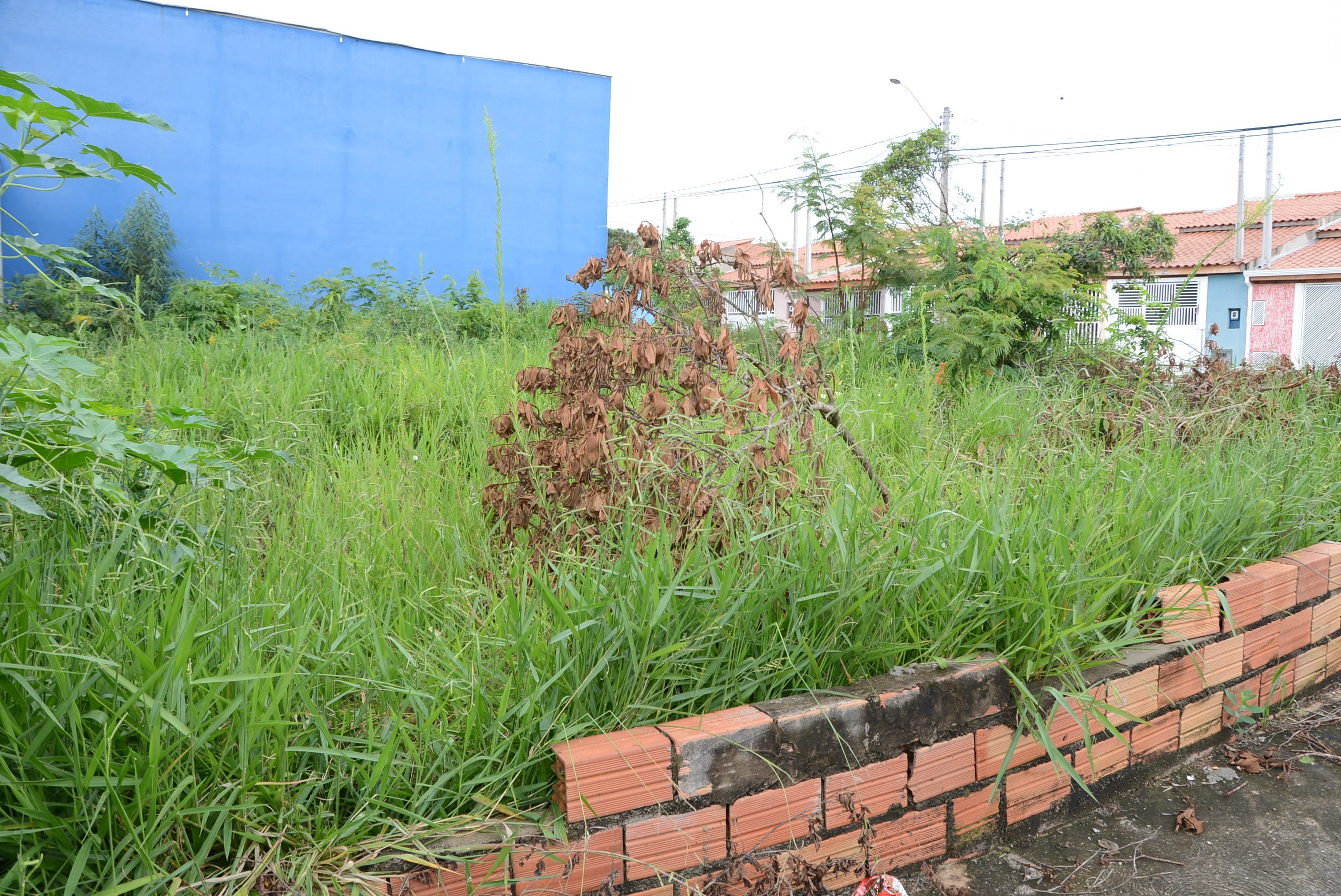 Mais de 2 mil terrenos baldios já foram notificados pela prefeitura Mais de 2 mil terrenos baldios já foram notificados pela prefeitura