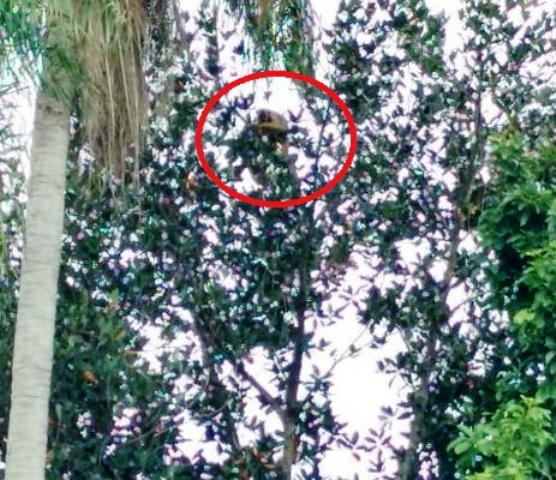 Terreno sujo serve de moradia para macaco prego em Três Lagoas 