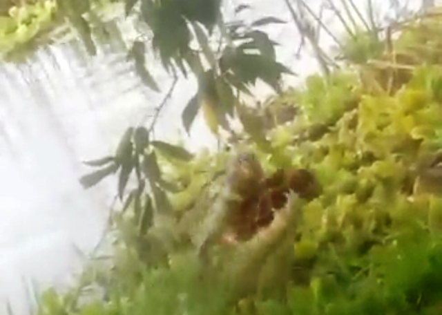 Leitora registra jacaré se alimentando de tartaruga na Lagoa Maior Leitora registra jacaré se alimentando de tartaruga na Lagoa Maior