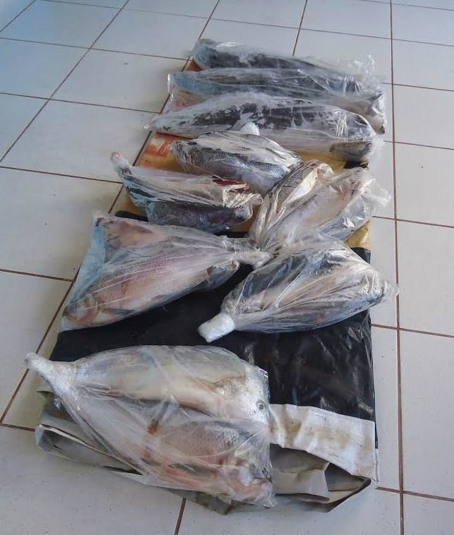 PMA de Três Lagoas apreende 52 Kilos de pescado 