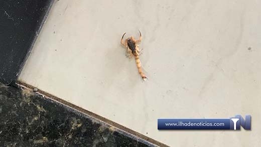 Escorpião até no shopping de Ilha Solteira-SP