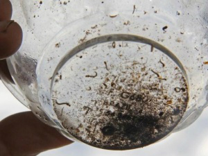 Números da dengue este ano, já são 40% maiores do que em 2015 inteiro