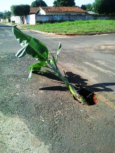 “Pé de Bananeira” é colocado em via para sinalizar perigo 