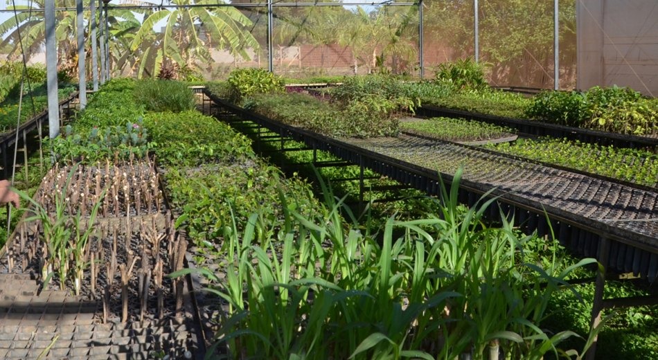 Viveiro Municipal coloca centenas de mudas de árvores e plantas a disposição da população três-lagoense