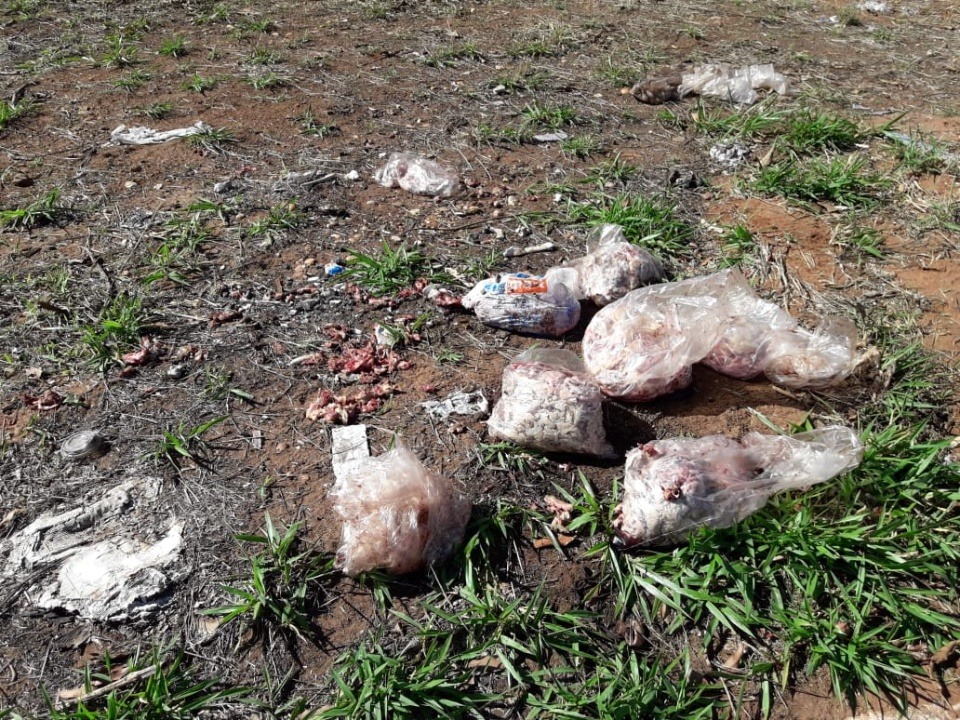 Polícia Civil investiga descarte irregular de carne nas proximidades do Aeroporto de Três Lagoas