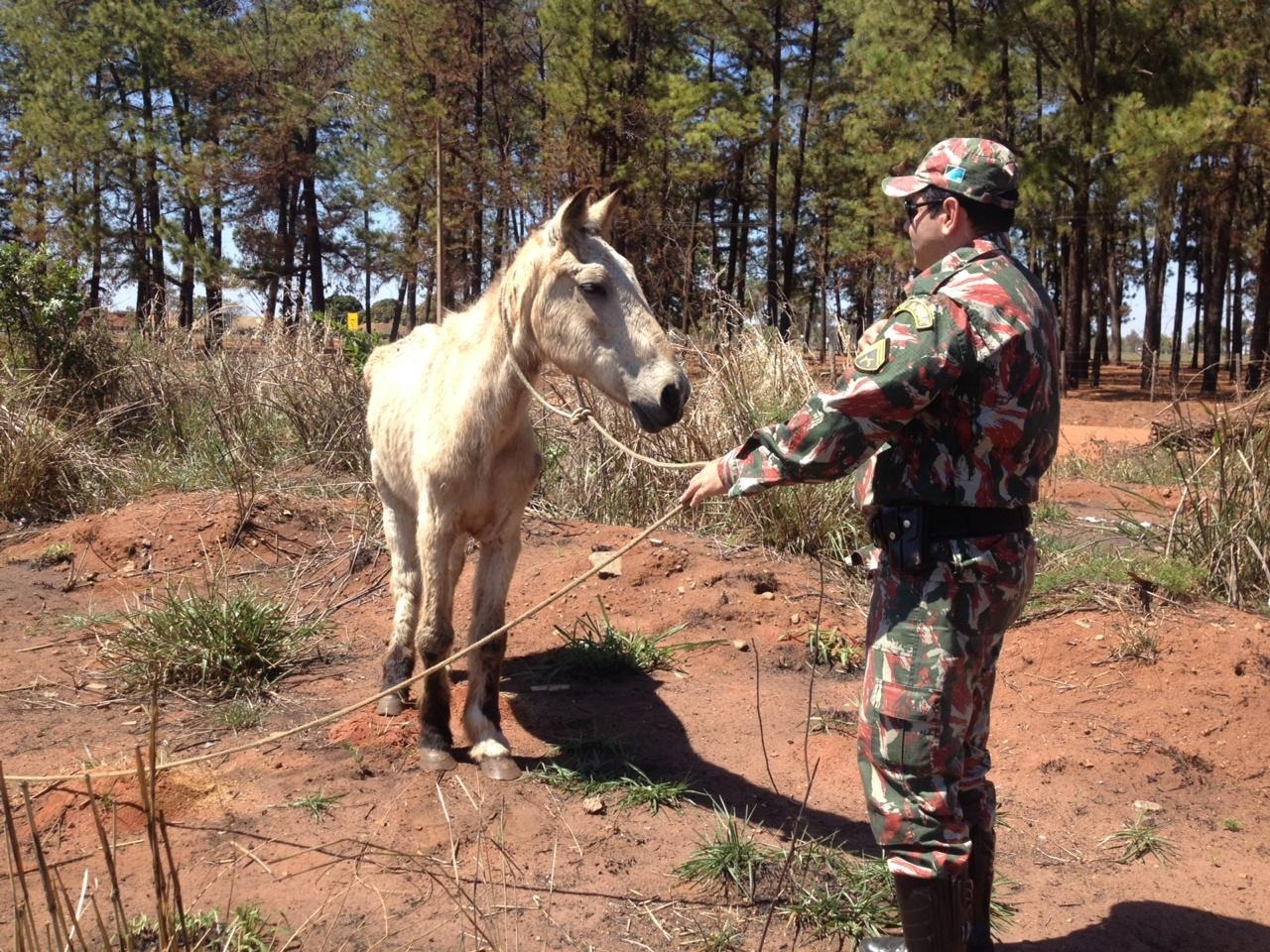 Cavalo que sofria maus tratos é resgatado em Três Lagoas