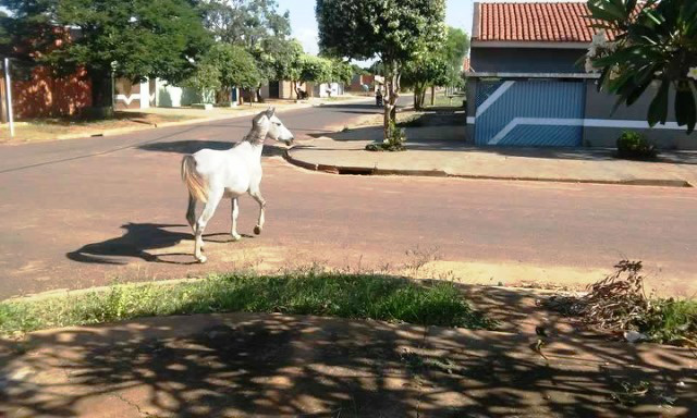 Cavalo solto está vagando há duas semanas pelas ruas do Parque São Carlos, denuncia moradores Cavalo solto está vagando há duas semanas pelas ruas do Parque São Carlos, denuncia moradores